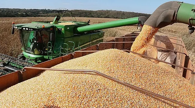 Colheita do milho já supera 68% da área e confirma safra recorde em MS