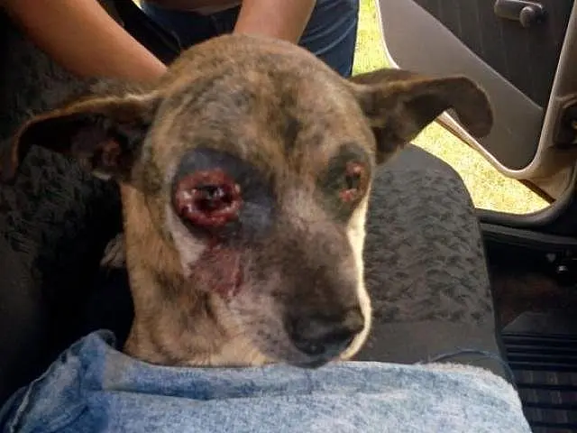 Cachorro tem os olhos mutilados e é abandonado na Capital
