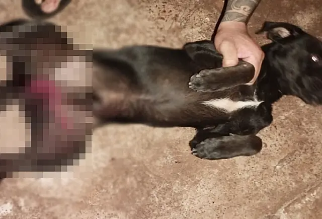 Cachorro tem testículos arrancados e tutores denunciam caso