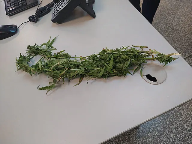 Mulher é flagrada com pé de maconha ao ir denunciar agressões do marido na Deam