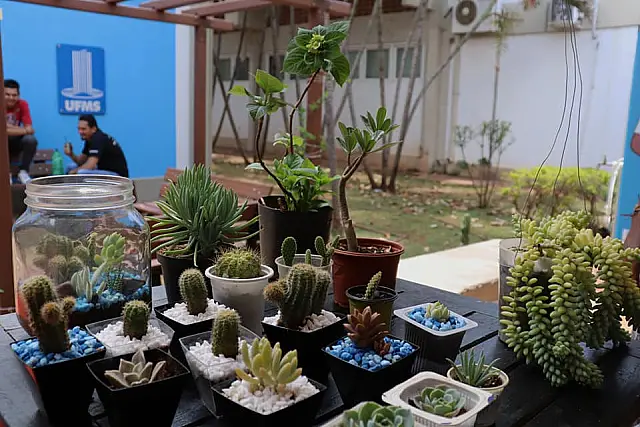 UFMS abre inscrições para feira agroecológica e de economia criativa