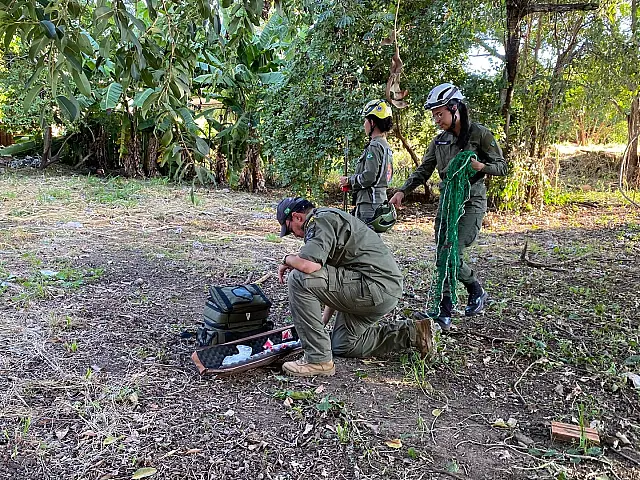 GRETAP e PMA resgatam porco-do-mato em Aquidauana