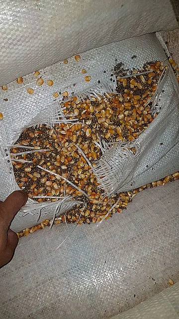 PRF apreende sementes de maconha em meio a grãos de milho