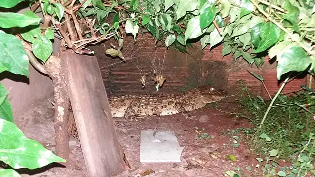 PMA captura jacaré de 1,5 metro em residência no centro de Terenos