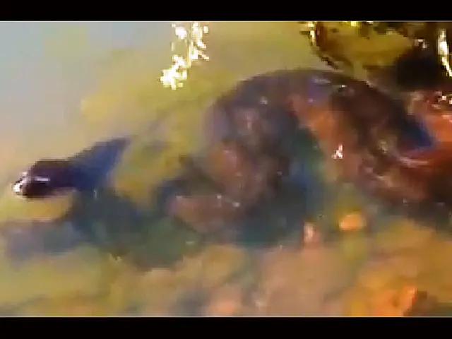 Internauta registra cobra sucuri de 10 metros em rio
