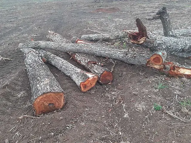 PMA de Aquidauana multa arrendatário em R$ 86 mil por degradação de mata ciliar e derrubada de 244 árvores