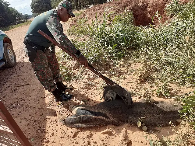 Agarrado a mãe morta, filhote de tamanduá-bandeira é resgatado em Bonito