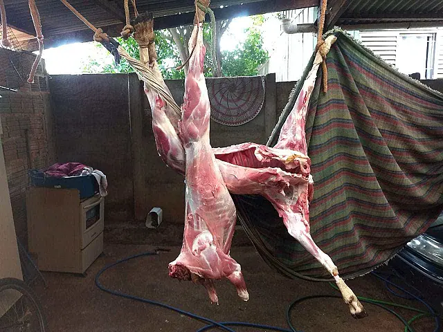 Homem é preso depois de furtar e abater carneiro de vizinho em Aquidauana