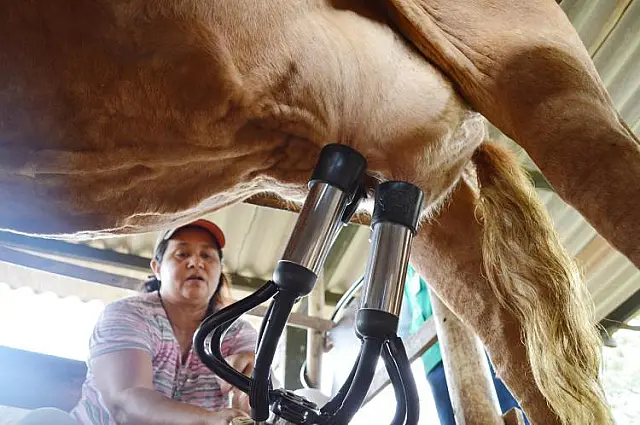 Volume de captação do leite em Mato Grosso do Sul cresce 1,04% de janeiro a agosto de 2019
