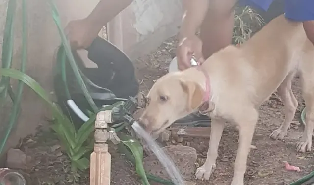 Cão é resgatado após ser encontrado preso, sem comida e água em Corumbá