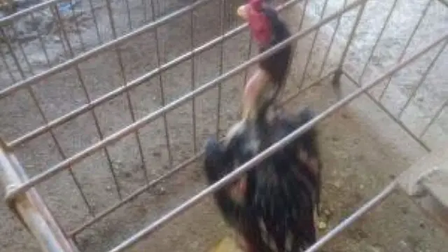 Centenas de galos de rinha são apreendidos sem comida, água e com ferimentos e dupla é detida