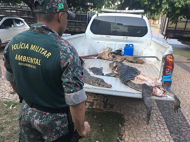 PMA apreende dois jacarés e um javali abatidos em leito de córrego de Bonito