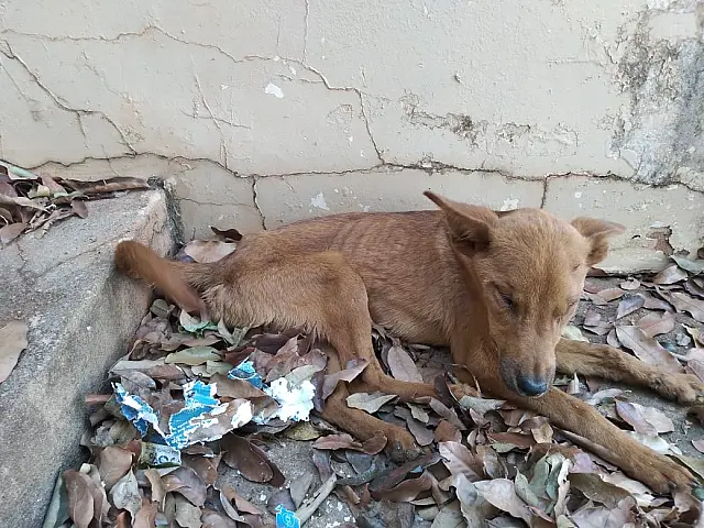 Cão é resgatado e outro morre sem água e comida em residência