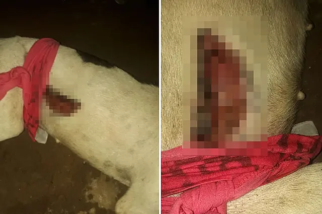 Cadela é esfaqueada por ladrão ao tentar impedir assalto