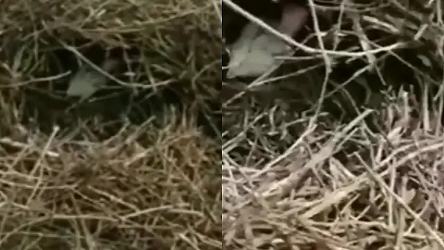 Filhote de periquito do papo branco é resgatado após ninho cair em chuva forte