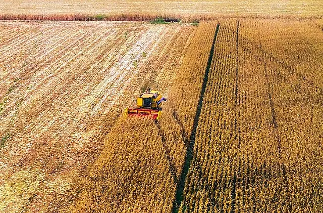 Safrinha vai render até 11 milhões de toneladas e milho em MS