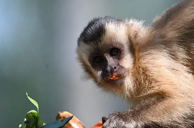 Imasul leva para ambientação 8 macacos-prego e um tuiuiú