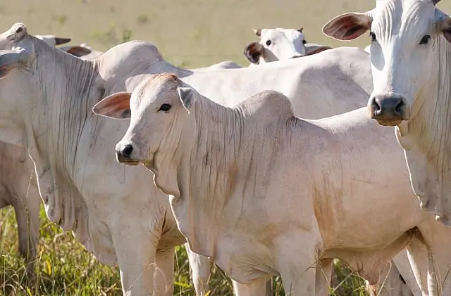 Novilhos precoces respondem por 40% dos abates de bovinos em MS