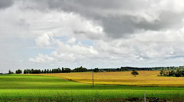 MS foi único estado produtor a aumentar área plantada em 2018