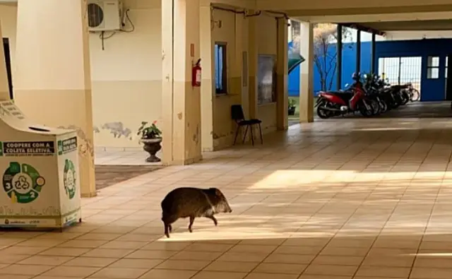 PMA captura cateto que "bagunçou" região central da cidade