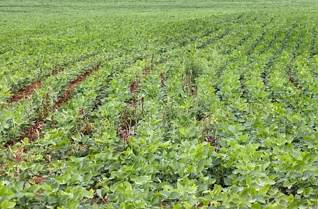 Prazo para declarar área com plantio de soja termina no dia 10