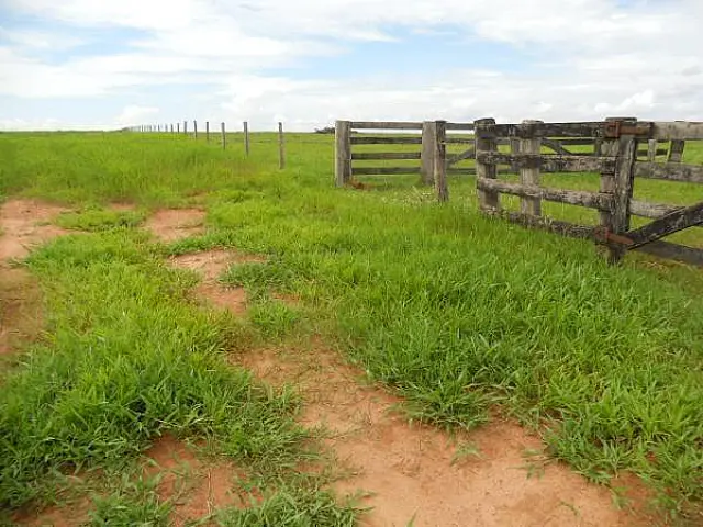 Vaca é morta e carneada ao lado da cerca de fazenda em Dois Irmãos do Buriti