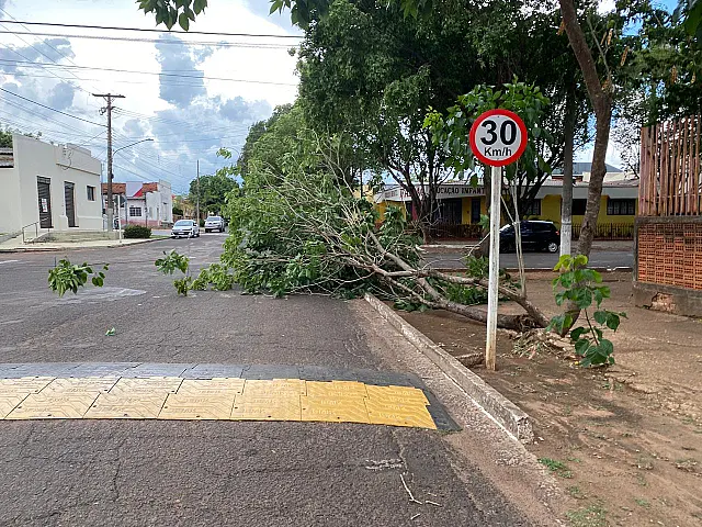 Vento forte derruba árvore e bloqueia via no Bairro Alto em Aquidauana