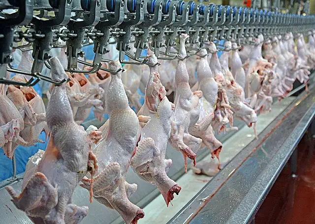 União regulamenta procedimento de avaliação sanitária no abate de frangos