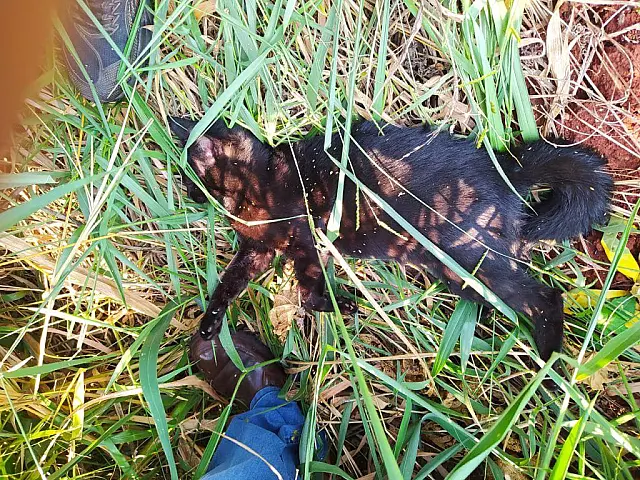 Policia prende homem que espancou animal da filha até a morte