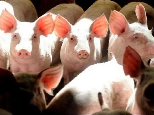 Crise suína na China pode ser oportunidade para produtores de MS