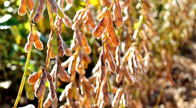 Iagro alerta produtores que ainda não cadastraram a área onde vão plantar soja