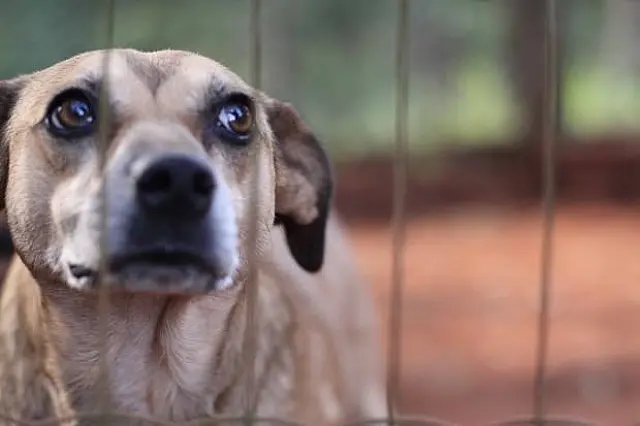 Aprovado Projeto de Lei de MS que criminaliza a zoofilia