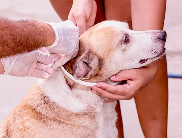 Aquidauana adota medida preventiva contra Leishmaniose em cães