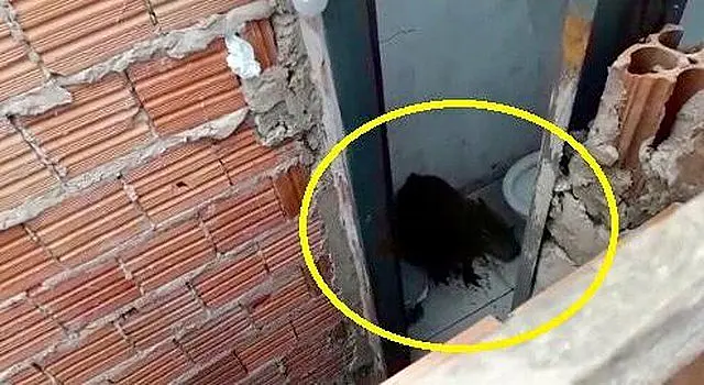 Na Capital, capivara arromba portão de igreja, assusta fieis e se esconde em banheiro