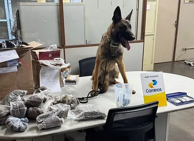 Cão farejador ajuda a apreender drogas nos Correios e transportadoras na Capital