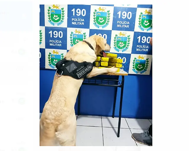 Cães policiais, 'Dara e Barth' encontram maconha em casa abandonada do Nova Aquidauana