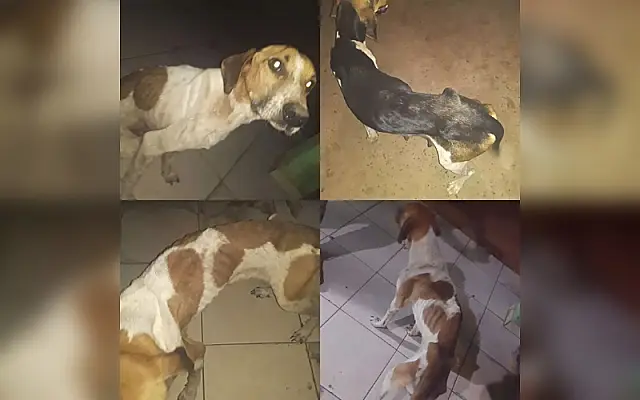 Mulher é presa ao deixar cães em meio a fezes e passando fome