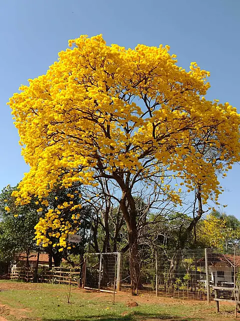 Em meio à florada dos ipês, Piraputanga realiza concurso fotográfico