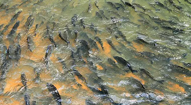 A partir de domingo, pesca está proibida em todos os rios de Mato Grosso do Sul