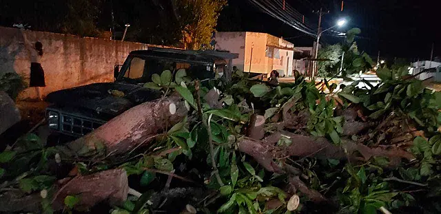 Temporal derruba ao menos oito árvores em Corumbá