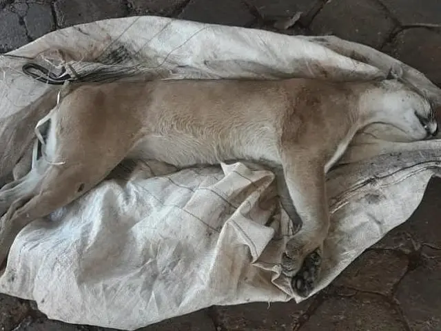 Onça-parda morre depois de ser atropelada e arrastada em rodovia