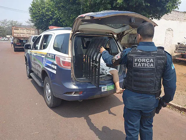 Jovem de 20 anos é preso após ser flagrado com maconha