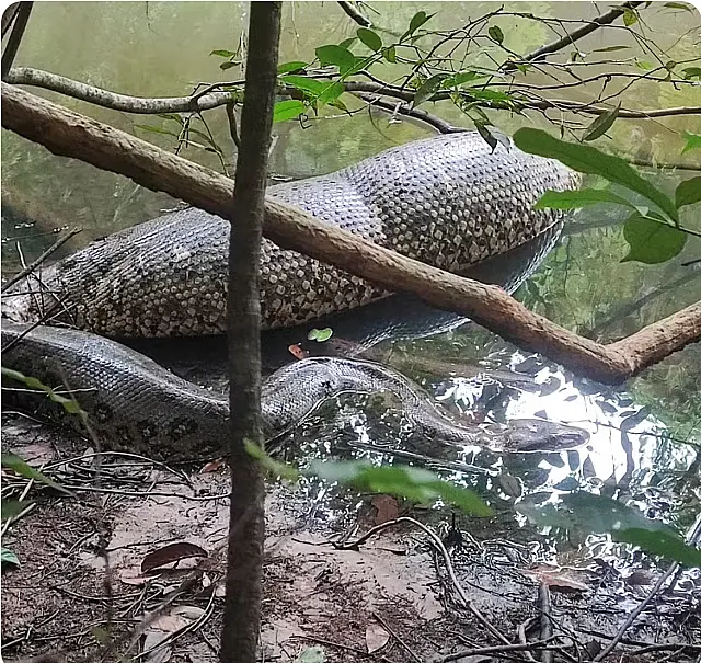Sucuri é flagrada boiando em rio após comer presa