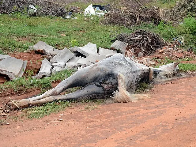 Moradores transformam Rua Acogo em lixão com corpos de animais