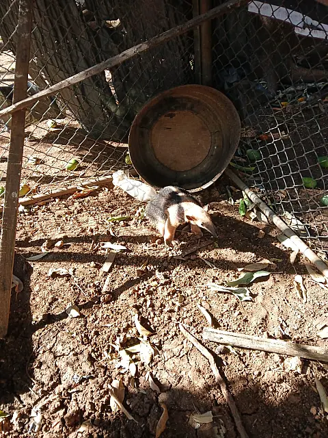 Tamanduá-mirim é resgatado pelo Corpo de Bombeiros em residência de Corumbá