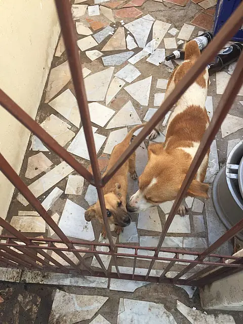 Polícia Civil resgata três cães e duas aves em situação de maus-tratos em Anastácio