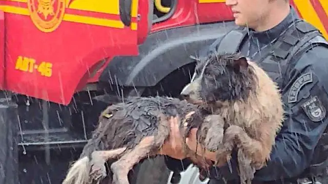 Policiais militares resgatam cães de casa em chamas