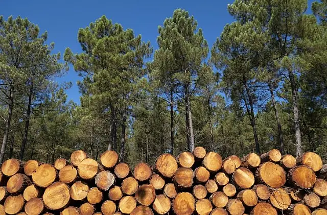 Empresa de serviços florestais de silvicultura abre 42 vagas de emprego em MS