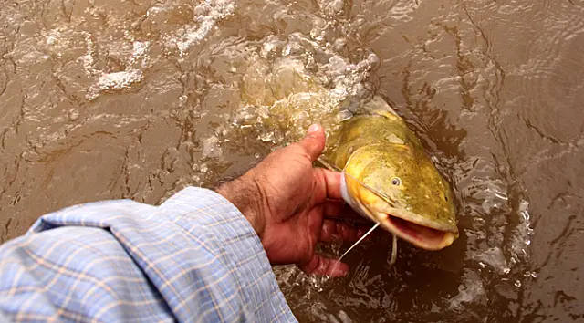 Governo publica decreto com regras de pesca e 'Cota Zero' para 2020