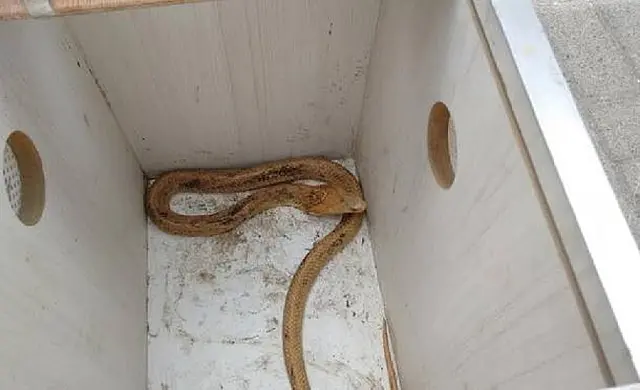 Serpente que não existe na fauna brasileira é encontrada em SC